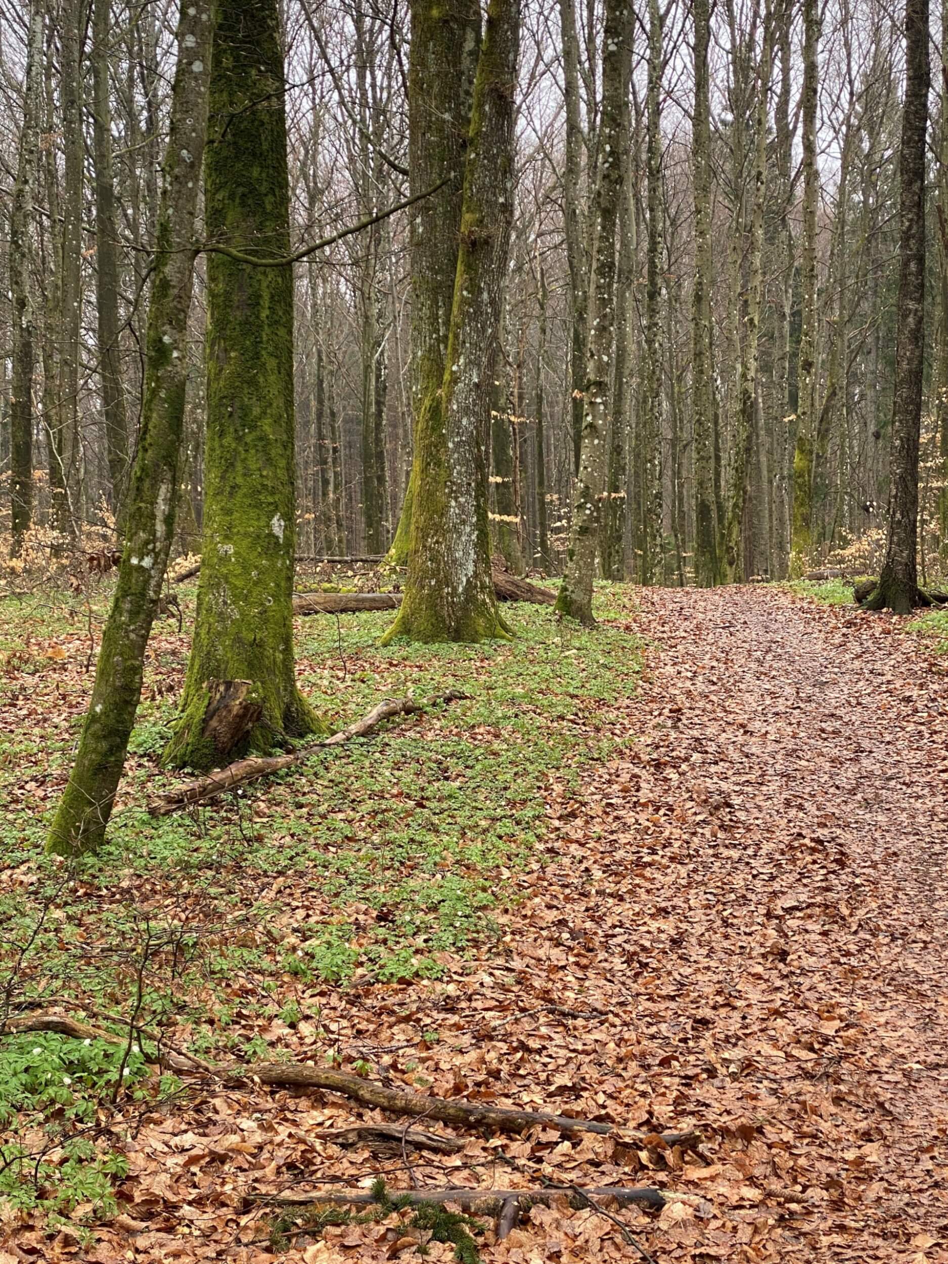 Velkommen til vandretur i Bøkeskogen i Larvik onsdag 6. mai 2026 – oppmøte kl. 12:00.